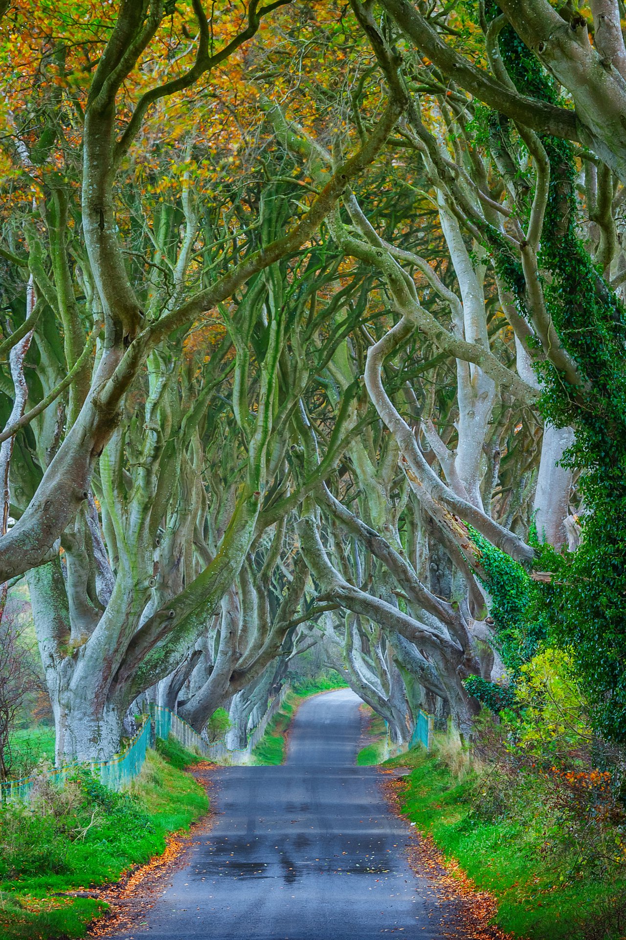 Dark_Hedges.jpg