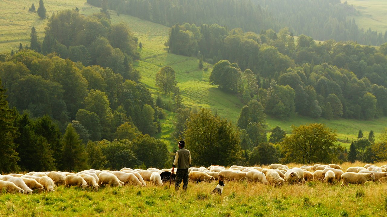 Nyáj, pásztor, pásztorkutya - Fotó: Unsplash/Biegun Wschodni