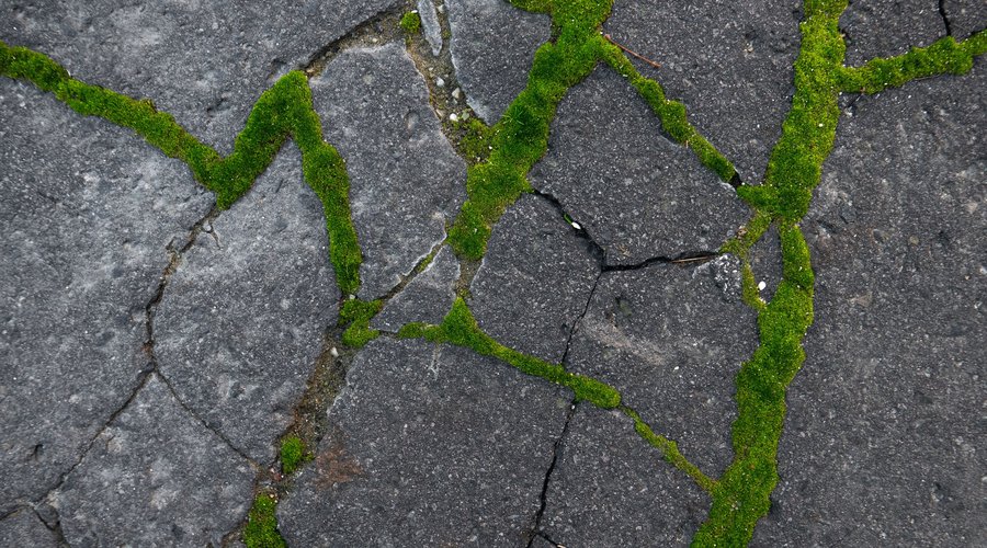 fotó: Nagy Károly Zsolt